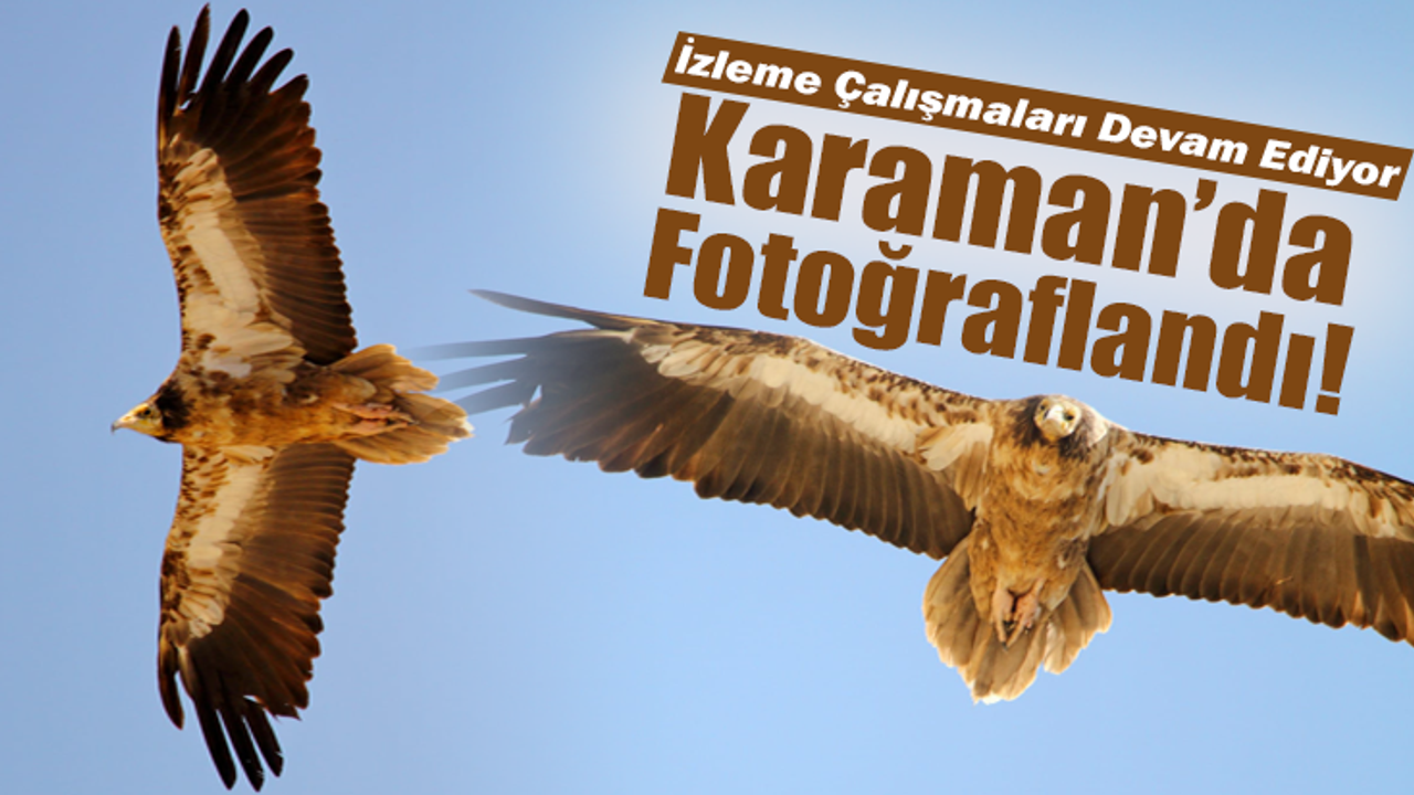 Karaman’da Fotoğraflandı! Biyoçeşitlilik Çalışması Devam Ediyor