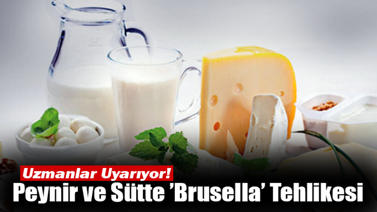 Peynir ve Sütte ’Brusella’ Tehlikesi