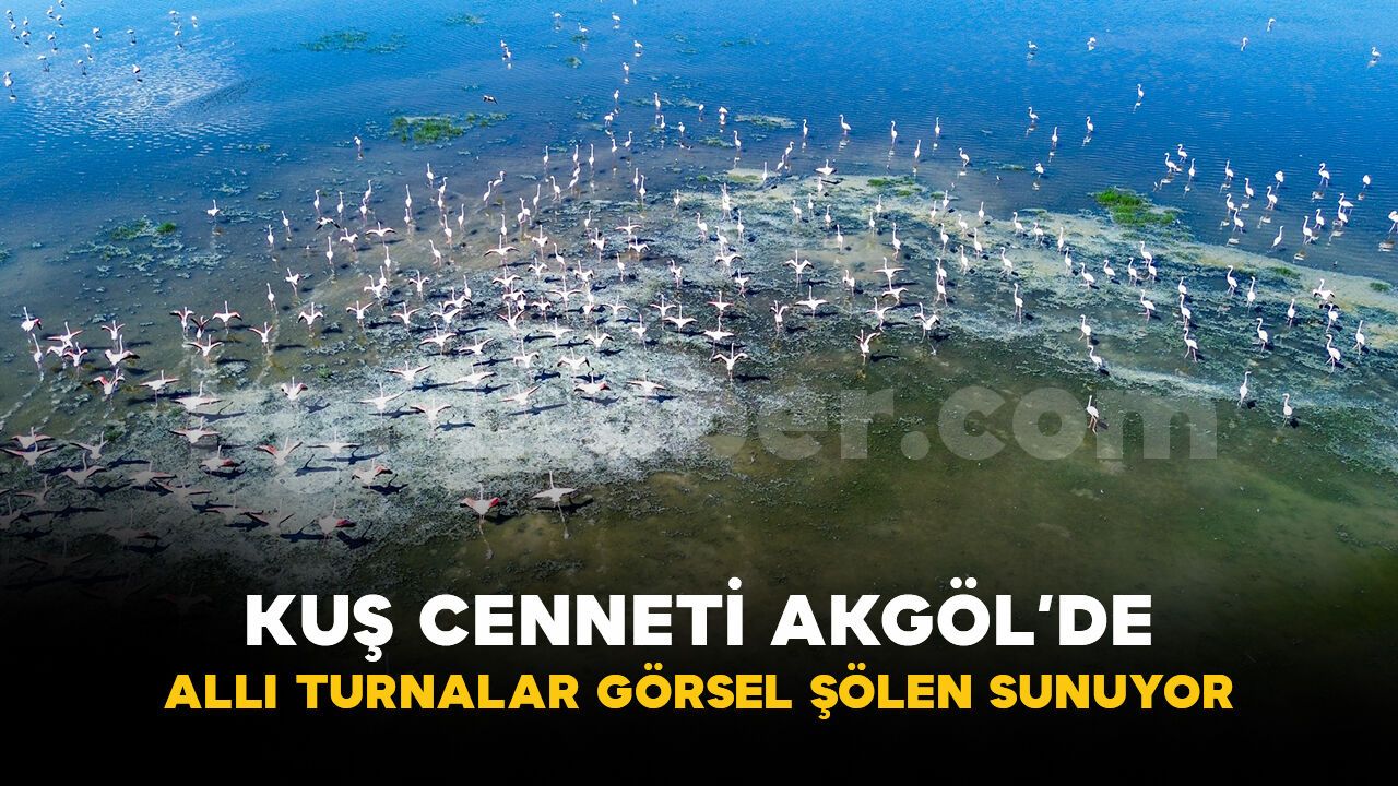 Kuş cenneti Akgöl eski günlerine döndü: "Allı turnalar" görs