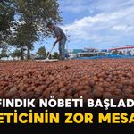 Fındık Nöbeti Başladı: Üreticinin Zor Mesaisi