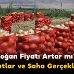 Soğan Fiyatı Artar mı, Üretici Zarar mı Ediyor? Fiyatlar ve Saha Gerçekleri!