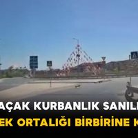 Genel