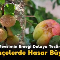 Tarım