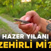 Yaşam