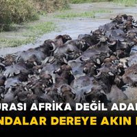 Genel