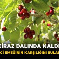 Tarım