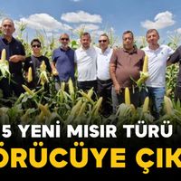 Tarım