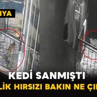Genel
