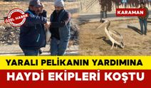 Yaralı Pelikanın Yardımına HAYDİ Ekibi Yetişti OLAY YERİ GÖRÜNTÜLERİ