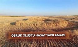 Tarlada Obruk Oluştu Hasat Yapılamadı