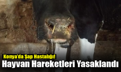 Konya’da Şap Hastalığı! Hayvan Hareketleri Yasaklandı