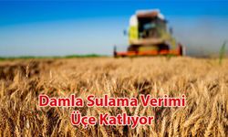 Damla Sulama Verimi Üçe Katlıyor