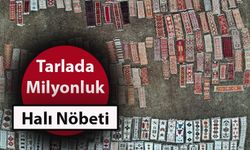 Tarlada Milyonluk Halı Nöbeti