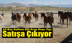 Milyonluk Taylar Açık Arttırma ile Satılacak