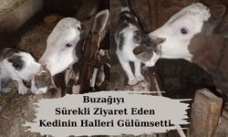 Buzağıyı Sürekli Ziyaret Eden Kedinin Halleri Gülümsetti