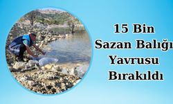 15 Bin Sazan Balığı Yavrusu Bırakıldı