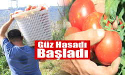 Domateste Güz Hasadı Başladı