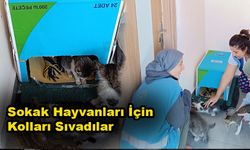 Sokak Hayvanları İçin Kolları Sıvadılar