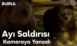 Ayı Saldırısı Kameraya Yansıdı