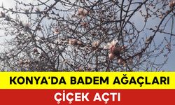 Konya'da Baharın Habercisi Badem Ağaçları Çiçek Açtı