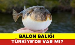 Balon Balığı Türkiye’de Var Mı?