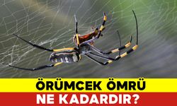 Örümcek Ömrü Ne Kadardır?