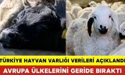 Türkiye Hayvan Varlığı Verileri Açıklandı: Avrupa Ülkelerini Geride Bıraktı