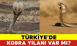 Türkiye’de Kobra Yılanı Var mı?