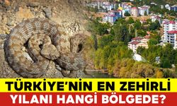 Türkiye’nin En Zehirli Yılanı Hangi Bölgede?