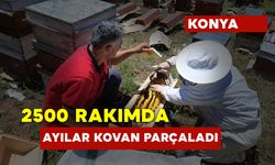 2 Bin 500 Rakımda Ayılar 6 Kovanı Parçaladı