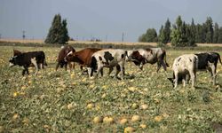 300 Dönüm Arazideki Kavunu Hayrına Bırakmıştı Bakın Ne Oldu