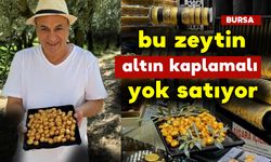 Bu Zeytin Altın Kaplamalı Yok Satıyor