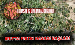 İlk Hasat 62 Liradan Alıcı Buldu