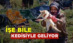 İşe Bile Kedisiyle Geliyor