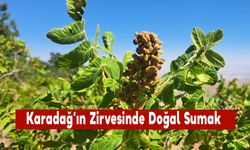 Karadağ’ın Zirvesinde Doğal Sumak