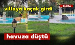 Kiralık Villada Domuz Havuza Düştü