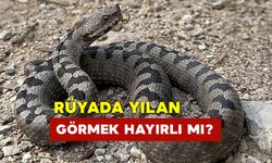 Rüya da Yılan Görmek Hayırlı Mı?