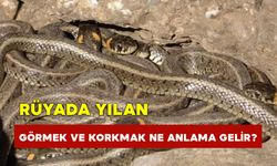 Rüyada Yılan Görmek ve Korkmak Ne Anlama Gelir?