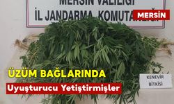 Üzüm Bağlarında Uyuşturucu Yetiştirmişler