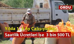 Yılda 1, 5 Ay Çalışıyorlar, Saatlik Ücretleri İse  3 bin 500 TL