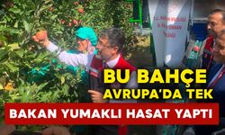 Bakan Yumaklı, Avrupa'nın tek parça halindeki en büyük elma bahçesinde elma hasadı yaptı