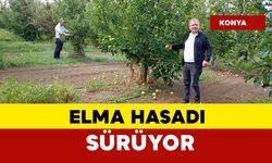 Elma hasadı devam ediyor