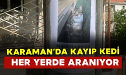 Karaman'da kayıp kedi kiwi her yerde aranıyor