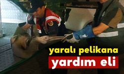 Karaman'da yaralı pelikana yardım eli