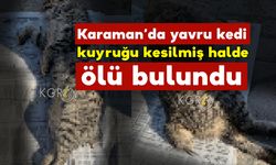 Karaman’da yavru kedi kuyruğu kesilmiş halde ölü olarak bulundu