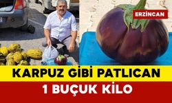 Karpuz gibi patlıcan şaşırttı