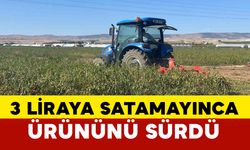 3 liraya alıcı bulamayan çiftçi ürününü sürdü