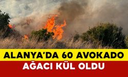 Alanya'da 60 ağaç kül oldu