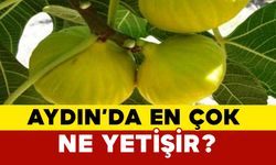 Aydın’da en çok ne yetişir?