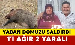 Bahçede çalışan karı kocaya yaban domuzu saldırdı: 1’i ağır 2 yaralı